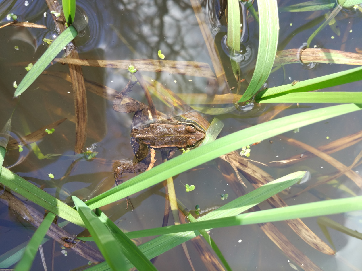 Rana dalmatina ou grenouille agile, espèce que l'on retrouve dans les mares recréées ou restaurées