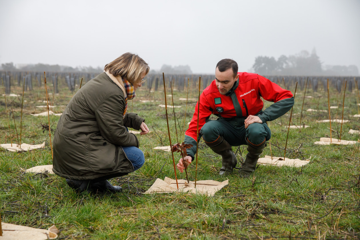 Mesures de compensation en forêt de Maubuisson