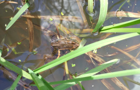 Rana dalmatina ou grenouille agile, espèce que l'on retrouve dans les mares recréées ou restaurées