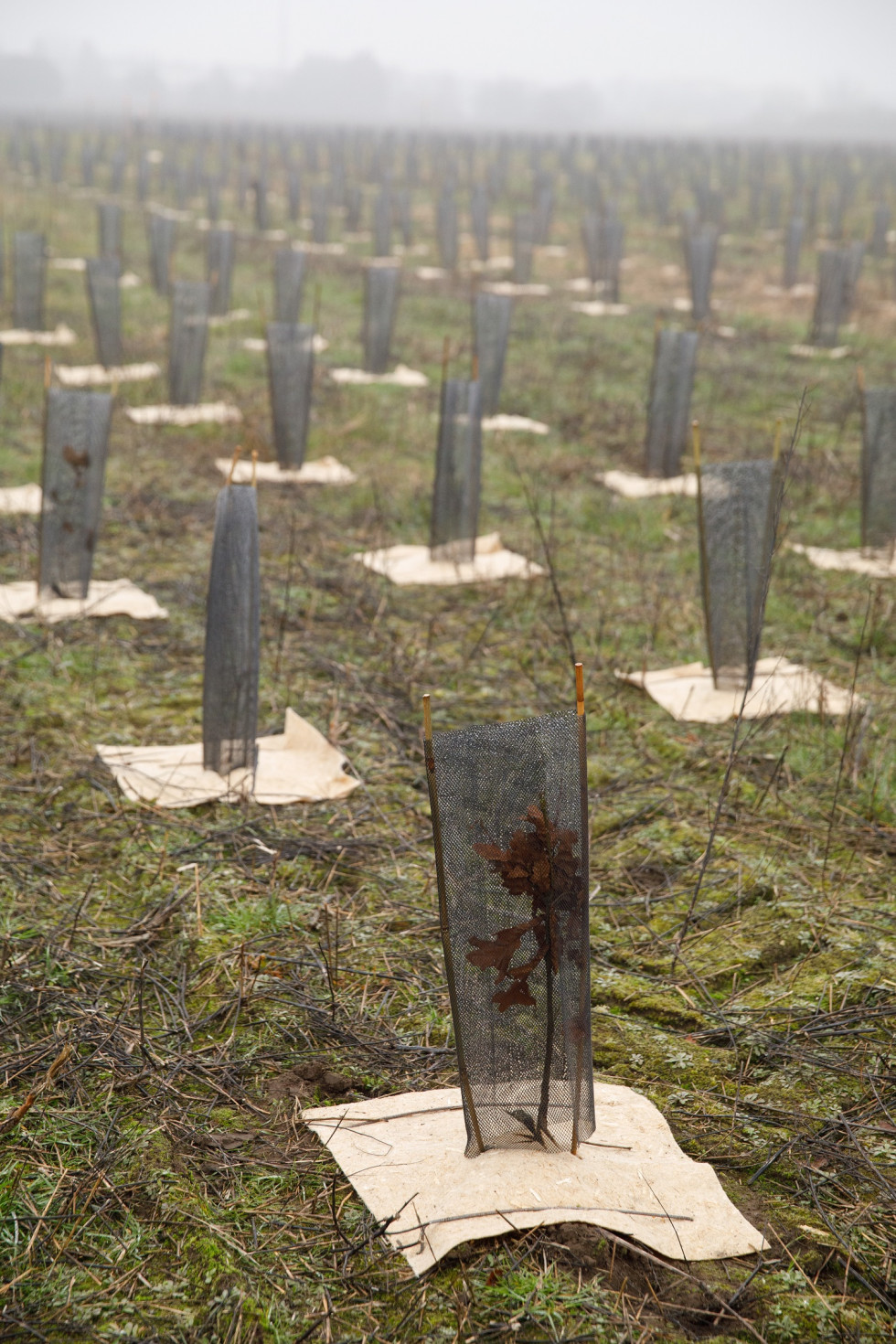 Les plants sont positionnés au centre d'un paillage et entourés d'un grillage.